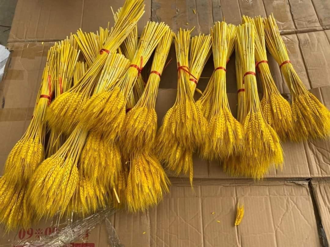 Bông lúa mạch vàng phơi khô