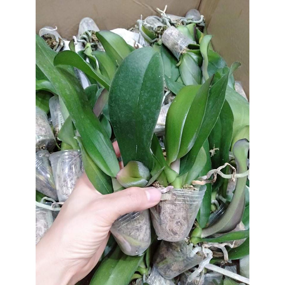 Cây Giống Lan Hồ Điệp Đại Cây Giống