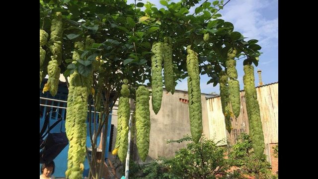 CÂY HUYỀN TRÂN CÔNG CHÚA