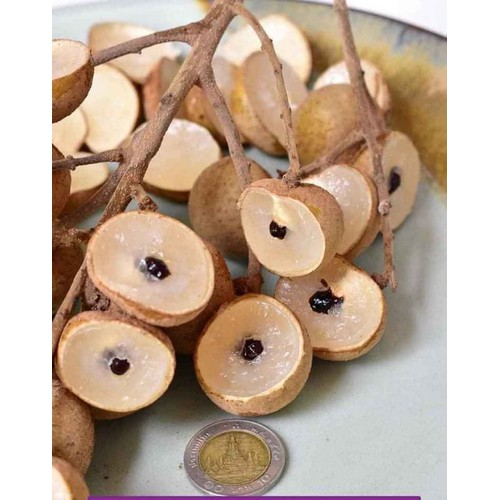 Nhãn hạt lép ido cây giống