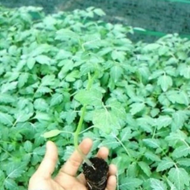 Cây giống cà chua