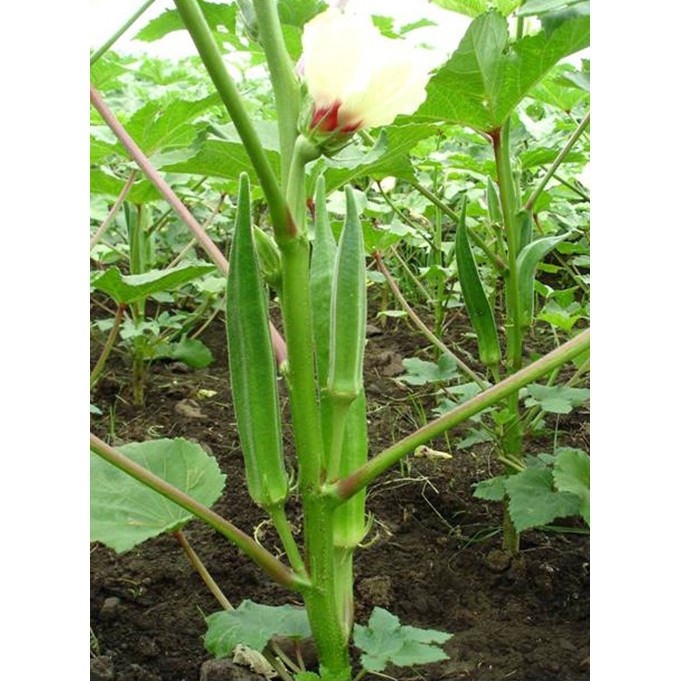 Hạt giống Đậu bắp xanh