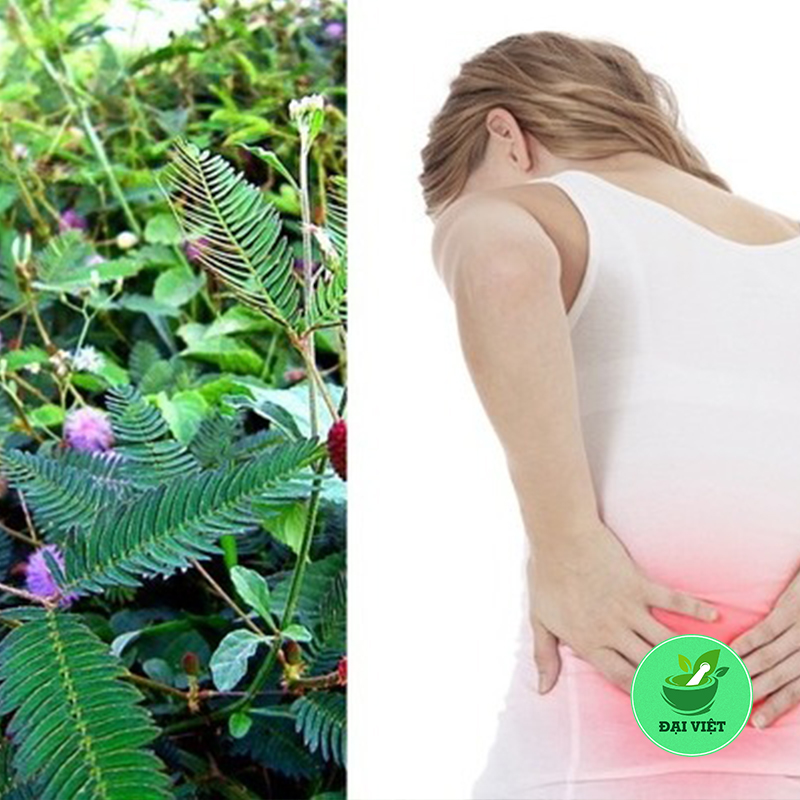 Cây xấu hổ (mắc cỡ) - 1kg khô DV145