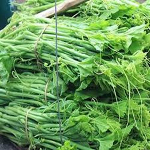 Hạt Giống Rau  Bí Siêu Ngọn Mập. Túi 20 Gram - Giá Khuyến Mại