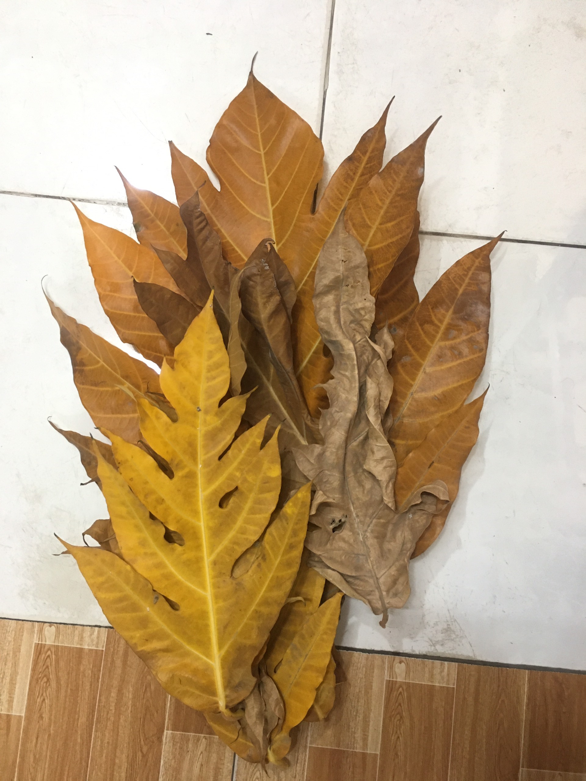 100g lá sakê tươi - khô nấu trà