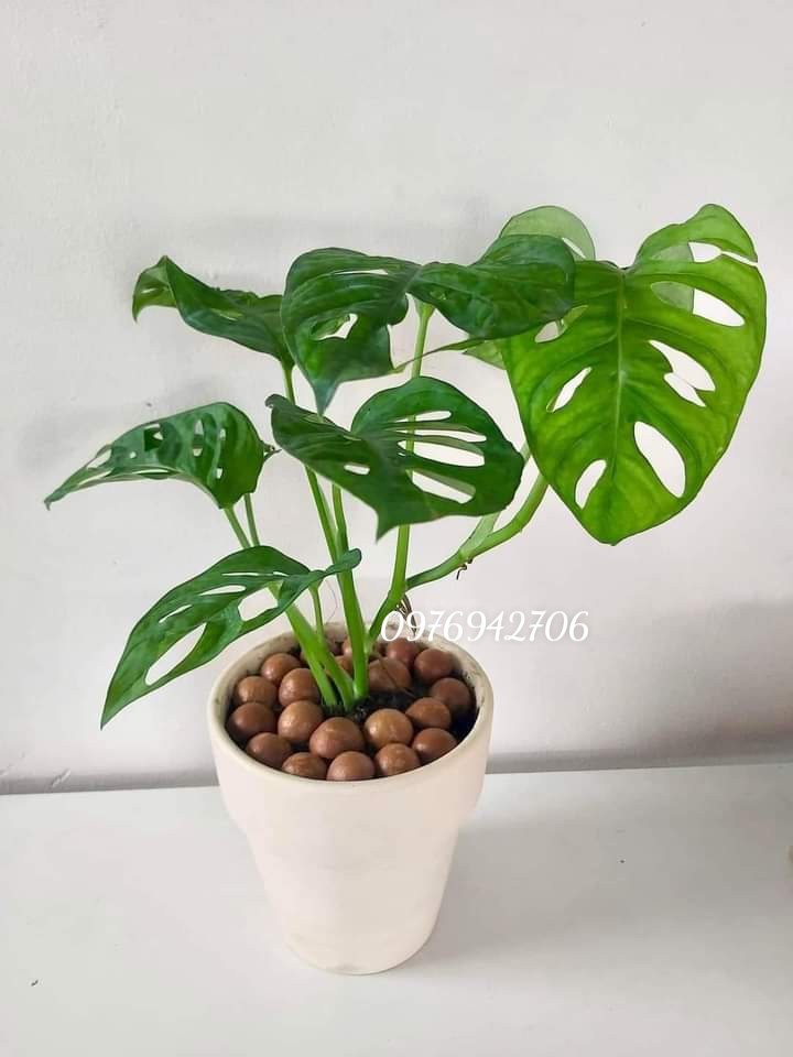 Trầu bà cửa sổ (Monstera Adansonii--thanh lọc không khí-thích hợp văn phòng, nhà ở, sân vườn