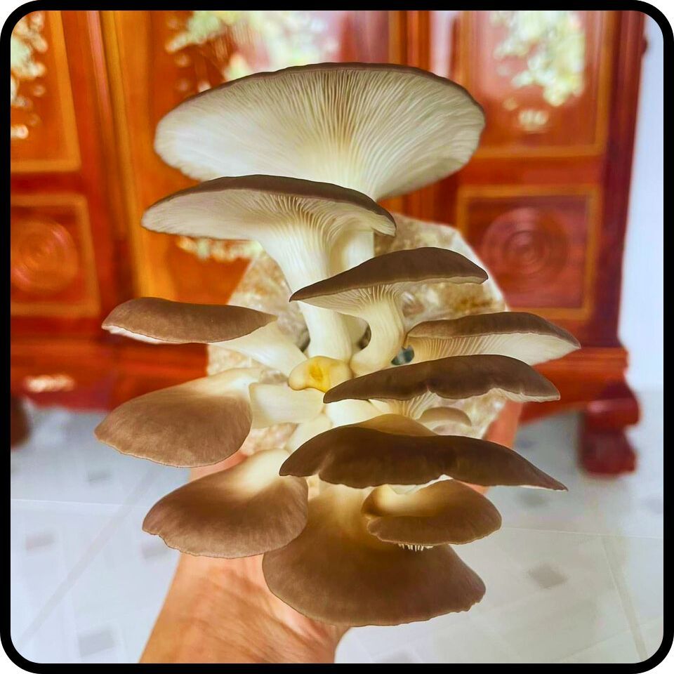 Phôi nấm giống Bào ngư (01 kiện hàng 06 bịch)