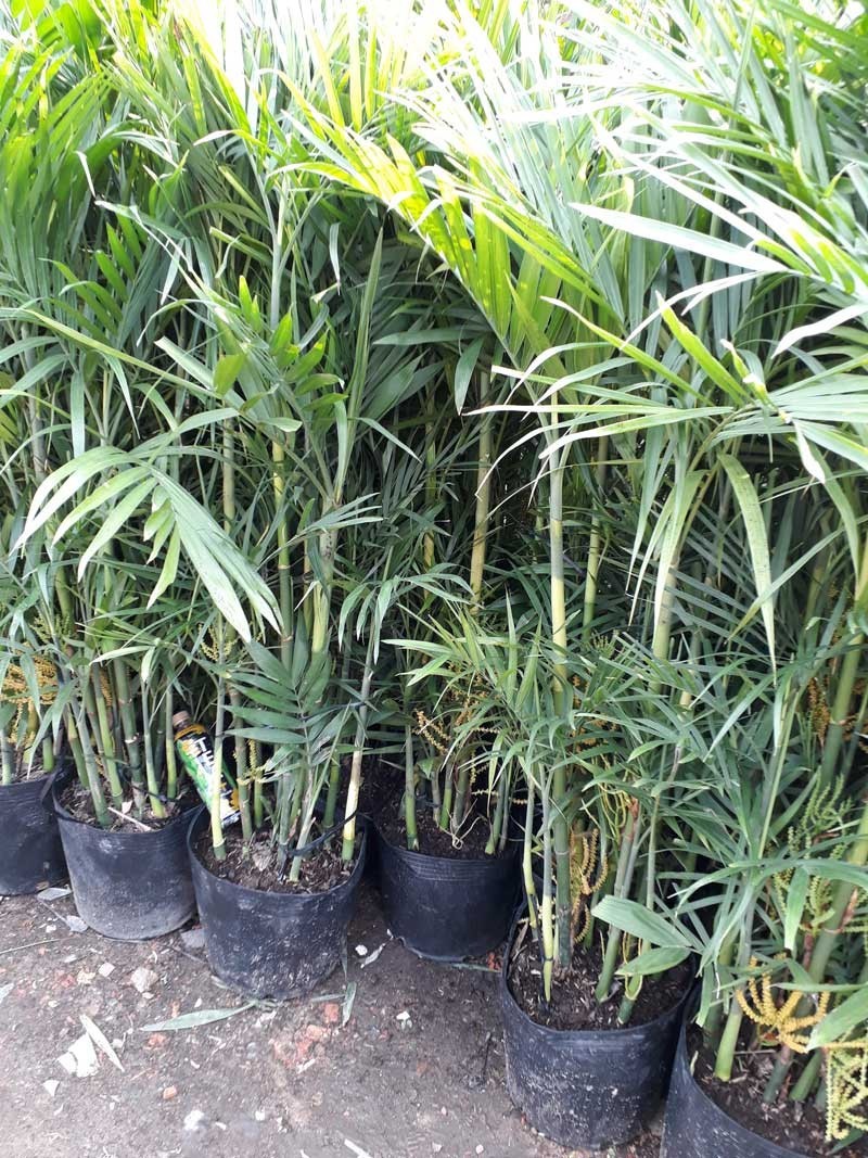 CÂY GIỐNG MÂY THÁI,SIÊU QUẢ SIÊU NGON, SIÊU KINH TẾ - CGMTLSQSNSKT