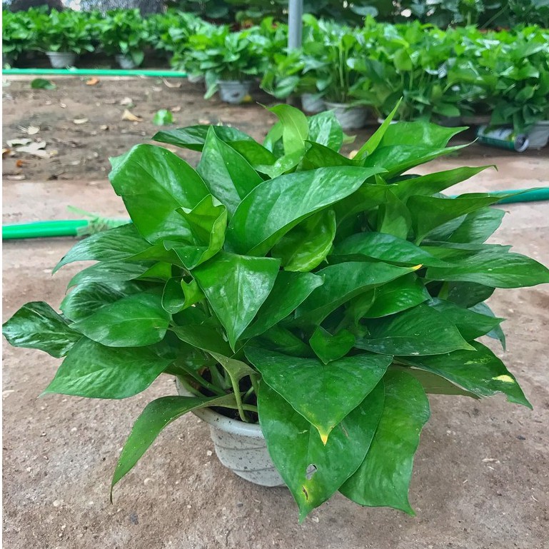 Cây trầu bà rủ bán kính 35cm cực nhiều nhánh lá, xanh mướt quanh năm thích hợp trang trí nội thất