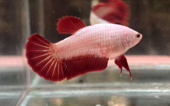 Betta red dragon mái