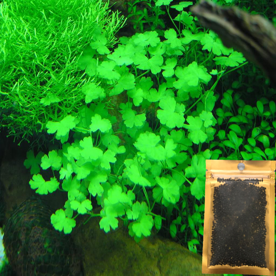 Hạt Giống Thủy Sinh - Cây cỏ trái tim gói 10g