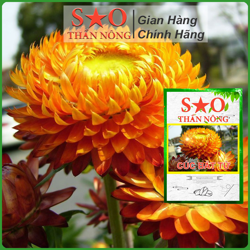 Hoa cúc bất tử mix nhiều màu Sao Thần Nông hoa to đẹp nhanh nở 100 hạt