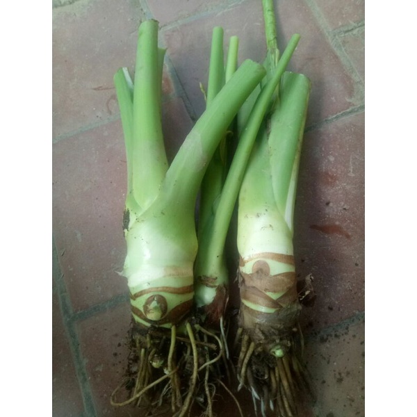 Củ ráy voi làm cảnh ,làm dược liệu