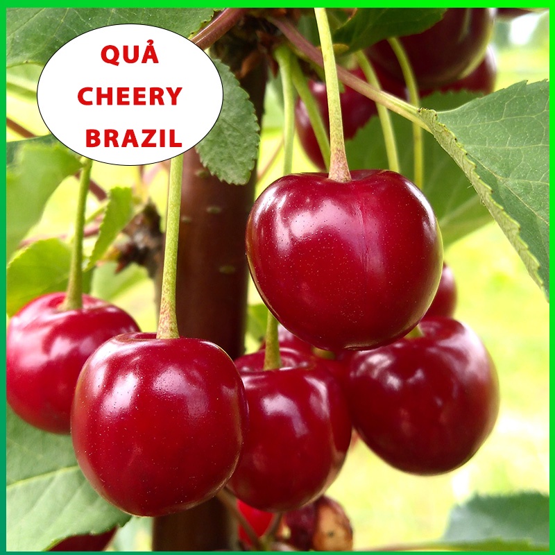 Cây giống Cherry Brazin Tứ Quý