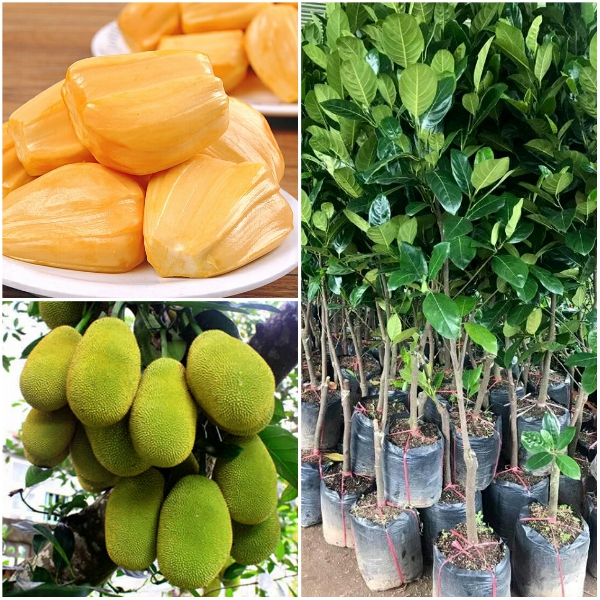 Cây mít thái - chuẩn giống f1