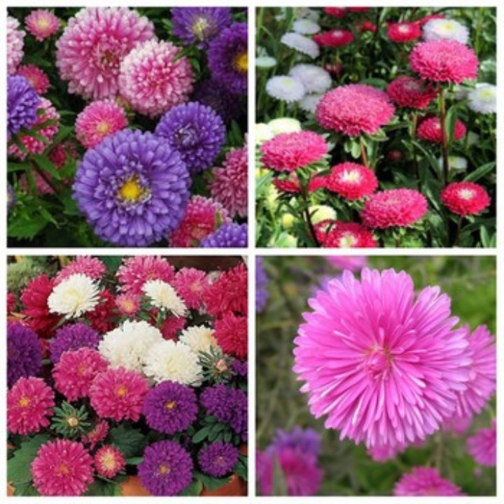 hạt giống hoa cúc magic gói 100 hạt mua từ 50k tặng 2 sản phẩm