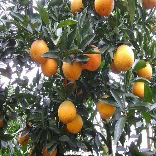 Cây giống CAM V2 siêu quả, ngọt mát - CÂY GIỐNG CHUẨN F1 + Tặng 2 Cây Quế Giống