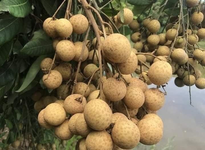 Cây giống nhãn lồng hưng yên