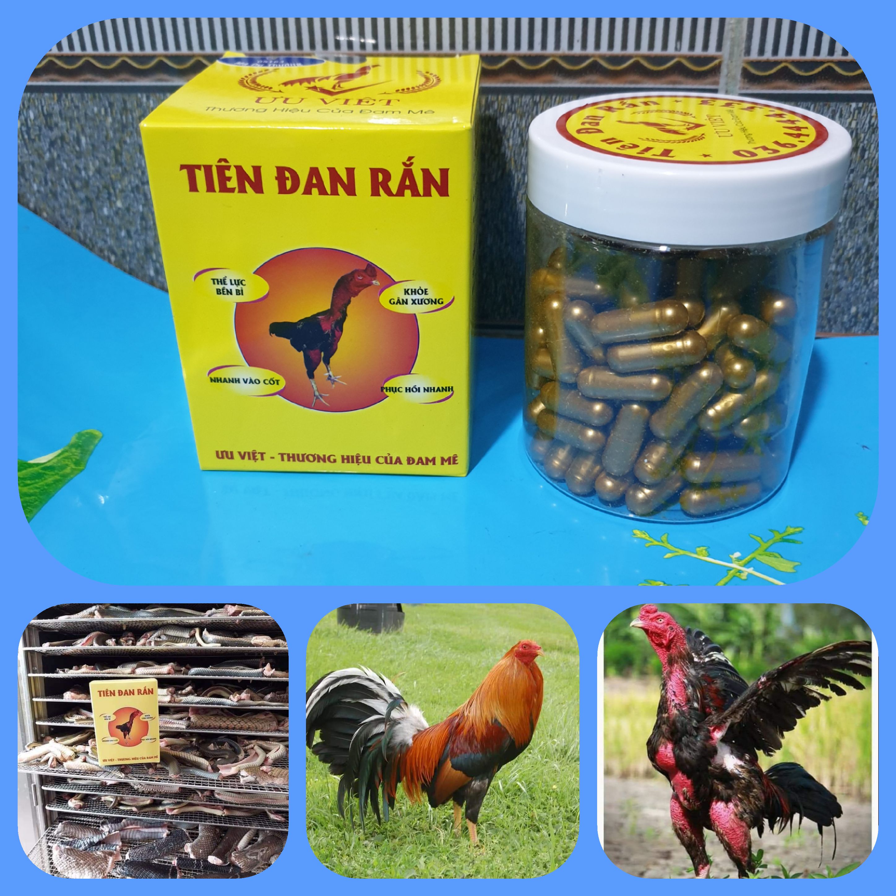 Tiên Đan Rắn (120 viên ) cho gà đá - thể lực bền bỉ , khỏe gân xương, nhanh vào cốt , phục hồi nhanh