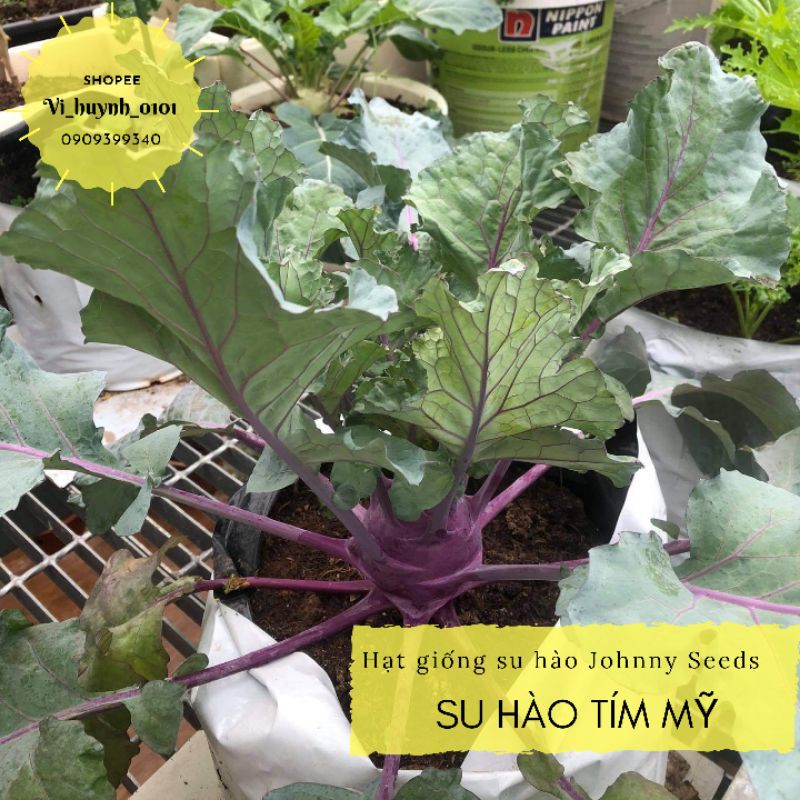 [HCM]Hũ 1gr Hạt Su Hào Tím Nhập Mỹ Dễ Trồng Chịu Nhiệt Tốt