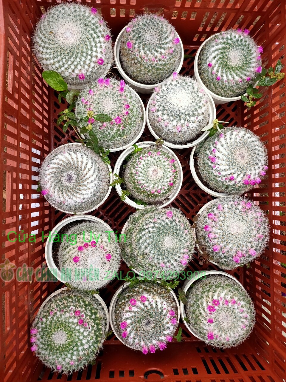 Xương rồng bánh sinh nhật lớn 80k/cây