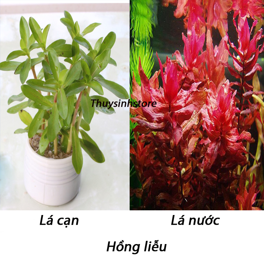 Cây thủy sinh hồng liễu - 10 ngọn