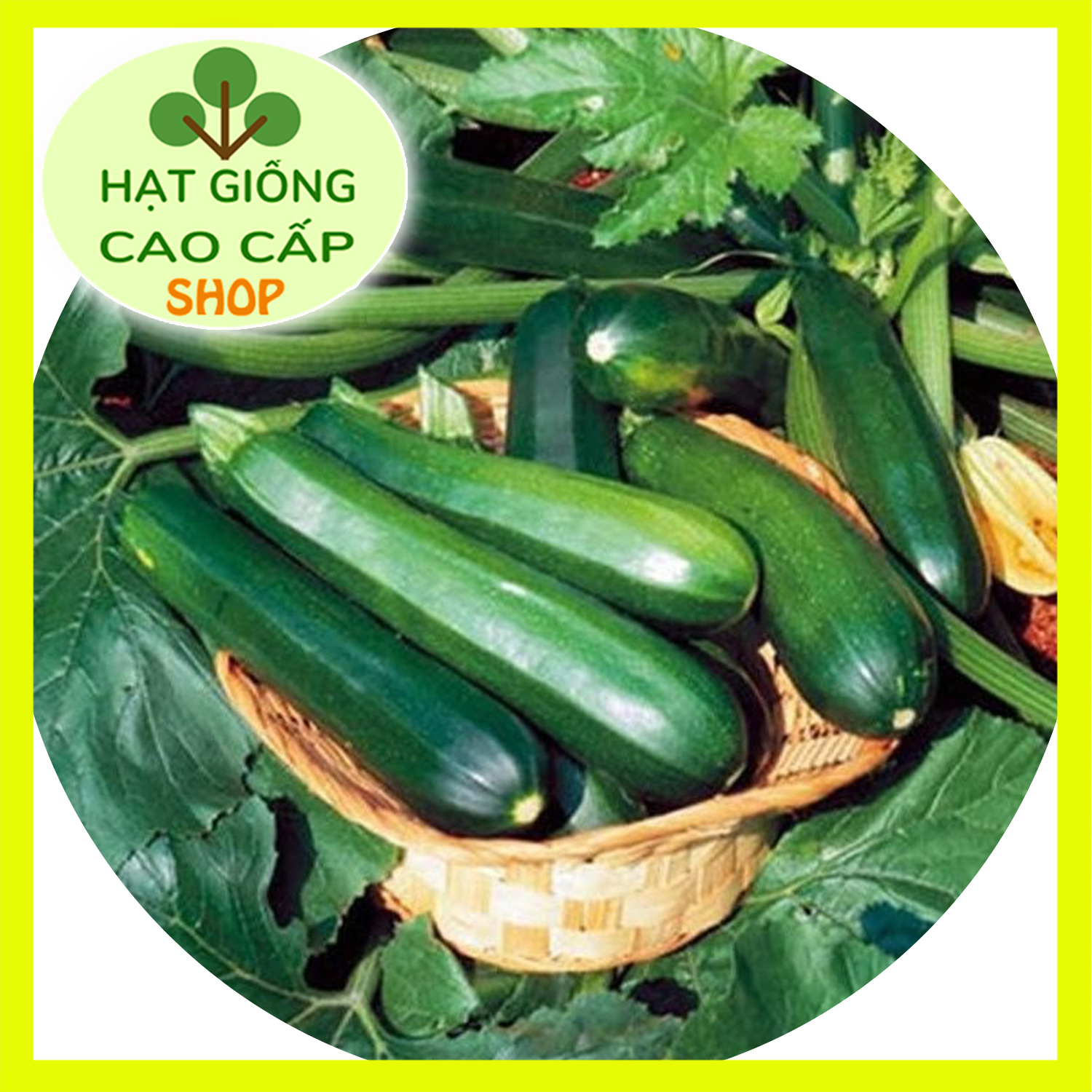 HẠT GIỐNG BÍ NGÒI HÀN QUỐC TRÁI XANH F1 PN-140 2GR