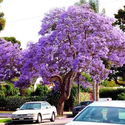 Cây giống hoa phượng tím đà lạt - FREE SHIP TỪ 50K