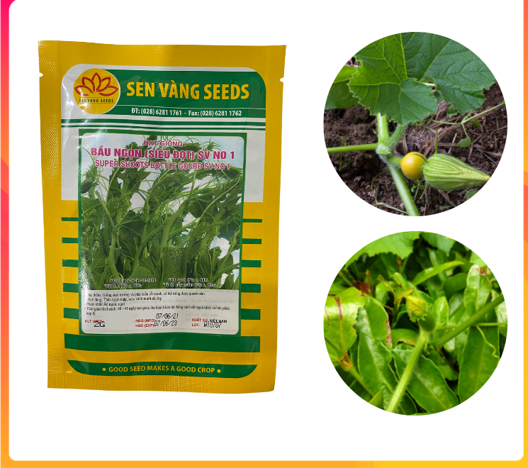 Hạt giống bầu siêu ngọn gói 5gr - sen vàng seeds