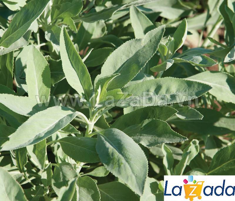 0.5GR 300.HAT Hạt Giống Xô Thơm Sage Trắng Sacred White Sage (| C25*X55*M198)