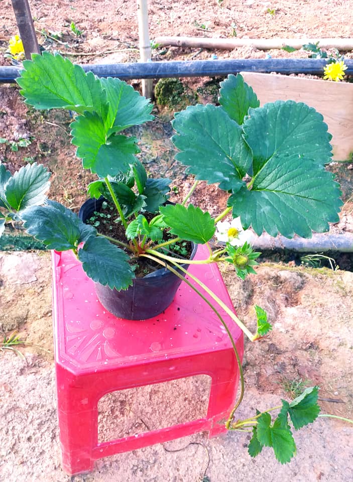 Kích rễ siêu rẻ