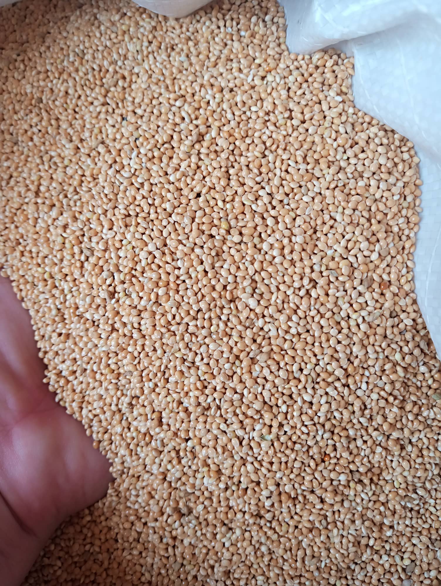 Hạt Kê vàng to cho chim vẹt và hamster