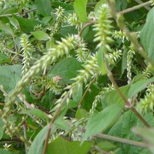 Cây cỏ xước khô - 1kg