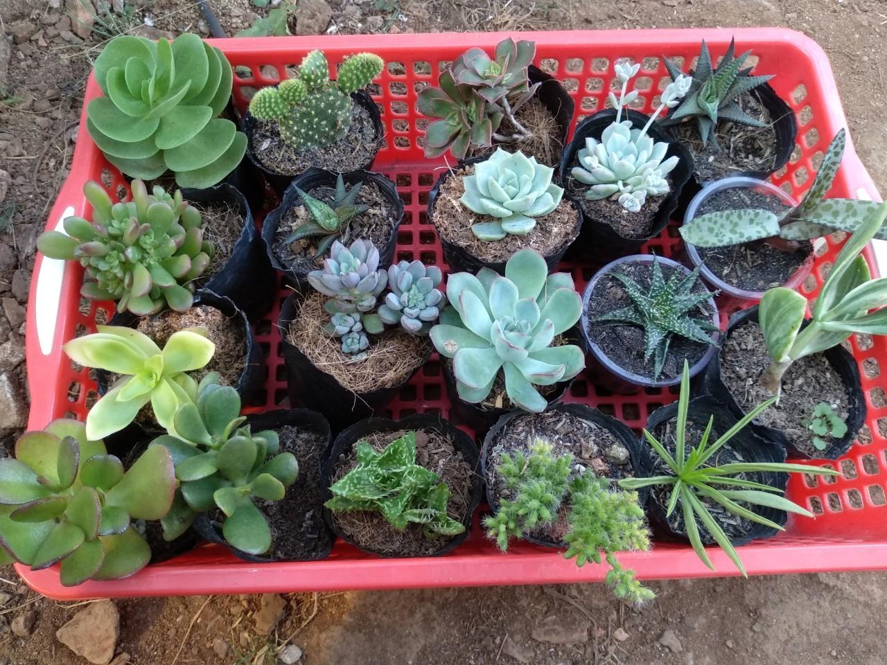 combo 10 cây xương rồng đẹp- nhiều loại- cây đã thuần khí hậu nóng- trồng được mọi vùng miền đất nước