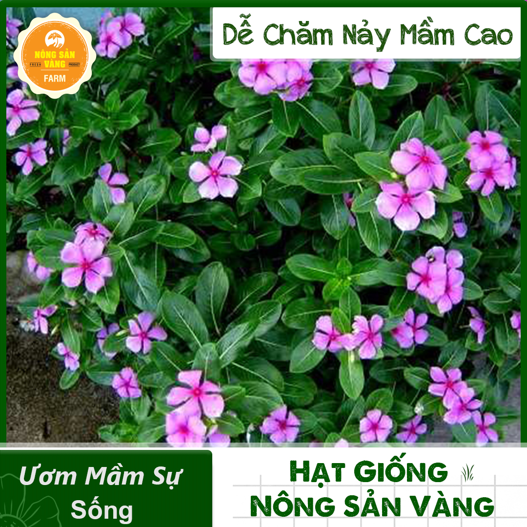 Hạt giống Bông Dừa (Hoa Dừa Cạn Đứng Lùn) Nhiều Màu, Giống Cây Chậu Treo Rất Đẹp, Cây Hoa Nở Nhiều, Khi Chăm Sóc Tốt, Cây Sẽ Liên Tục Nở Hoa ( Gói 50 Hạt ) - Nông Sản Vàng