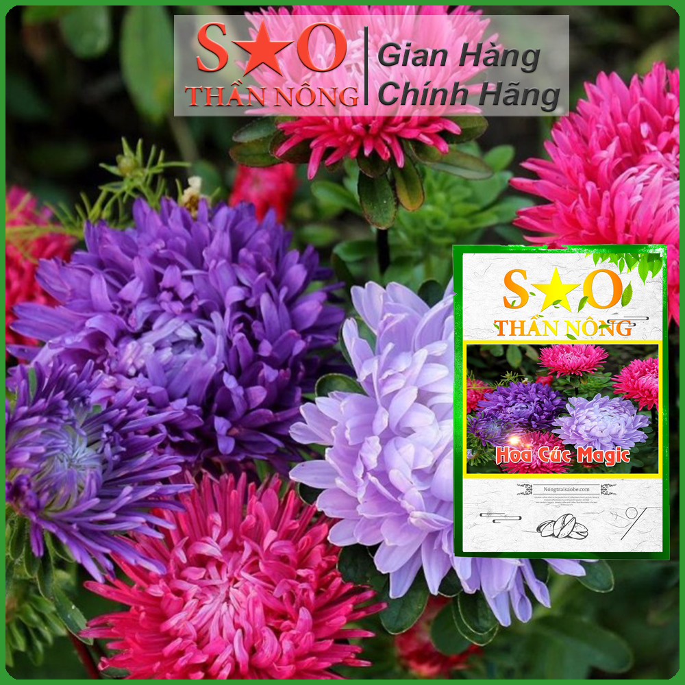Hạt giống Cúc Magic nhiều màu- Sao Thần Nông