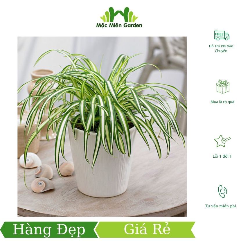Cây dây nhện - kèm chậu nhựa - cây decor - cây trang trí - cây phong thủy - cây văn phòng - cây để bàn - mộc miên garden