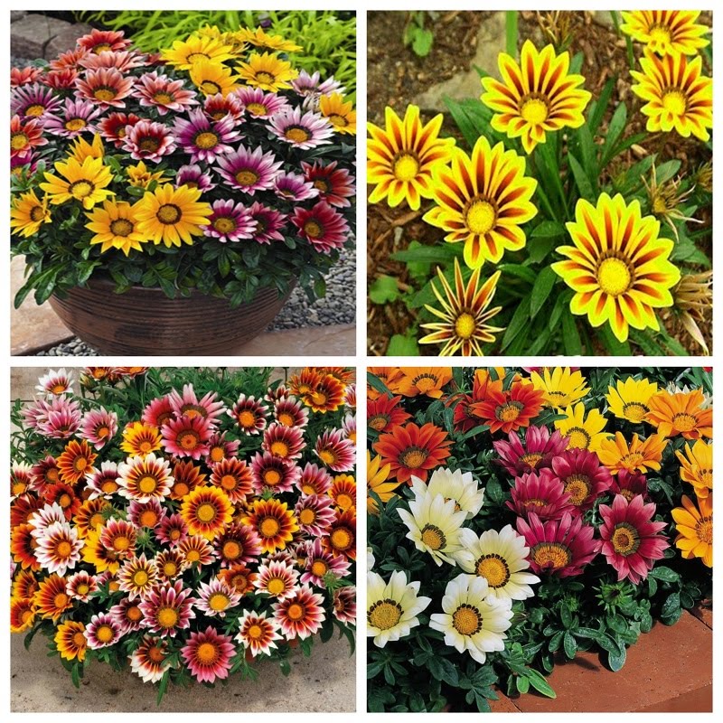 Hạt Giống Hoa Cúc Huân Chương