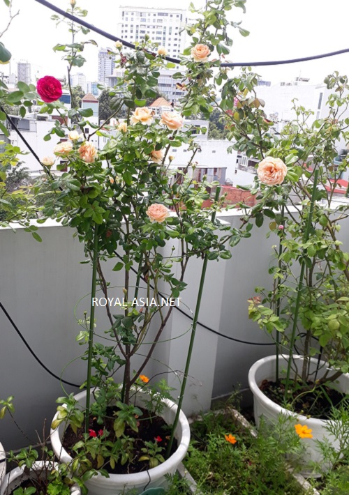 [HCM]Khung đỡ hoa cây leo đa năng cao 120 cm