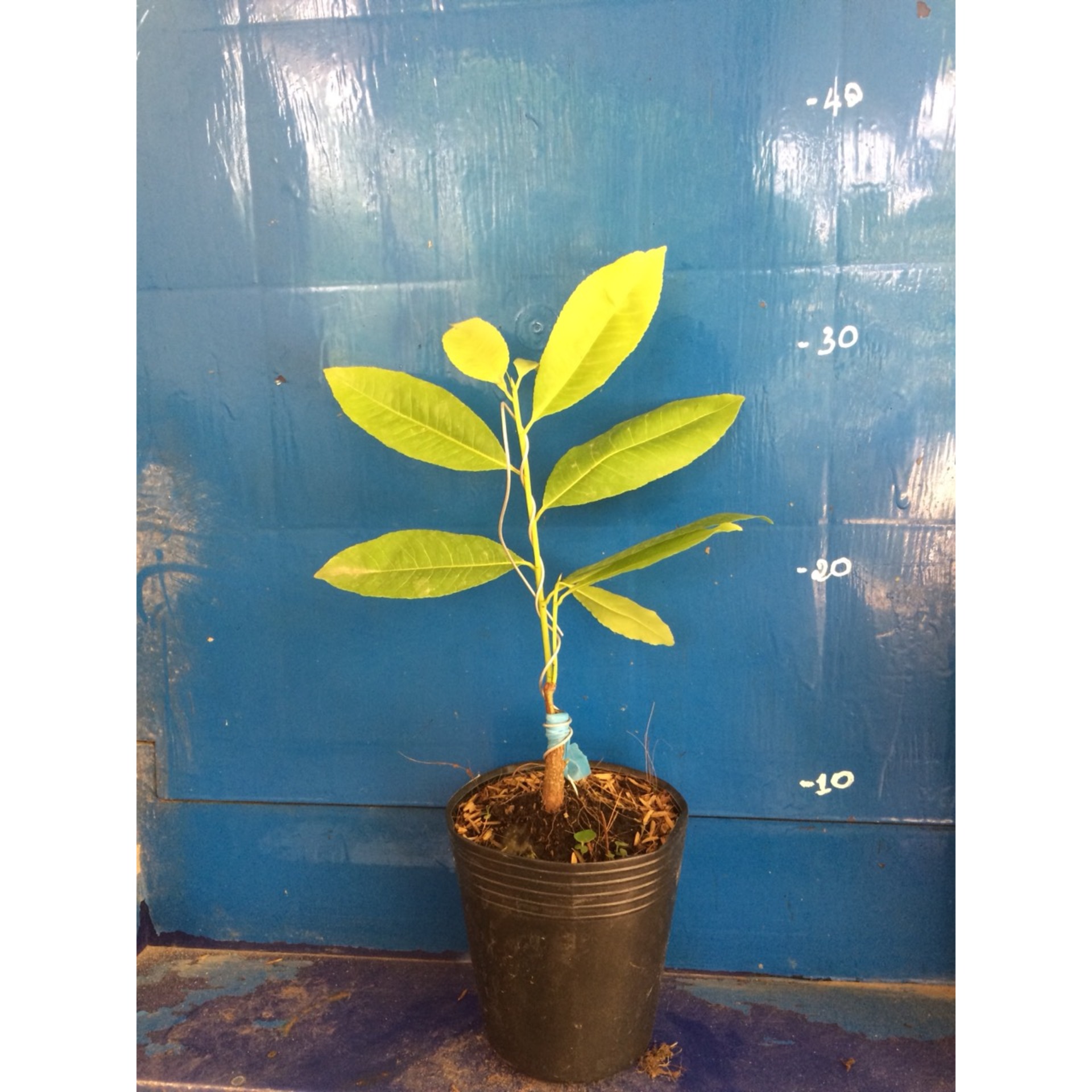 2 Cây Mai Lá Ngọc Cành Vàng Mini