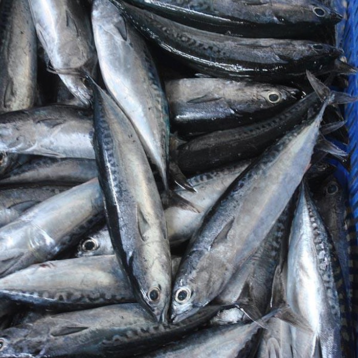 CÁ NGỪ Ồ NGUYÊN CON ĐÔNG LẠNH 1KG