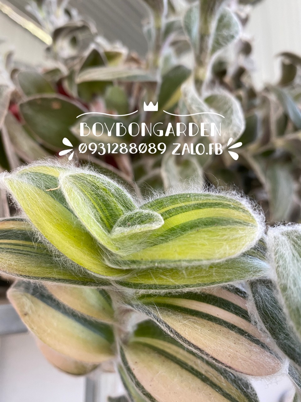 Cây sen đá thài lài lông var bán nhánh -🌵 ✈ ⚡ 🍀 ❤