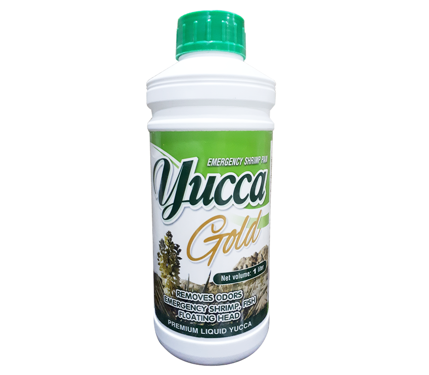 Xử lý nước ao nuôi yucca