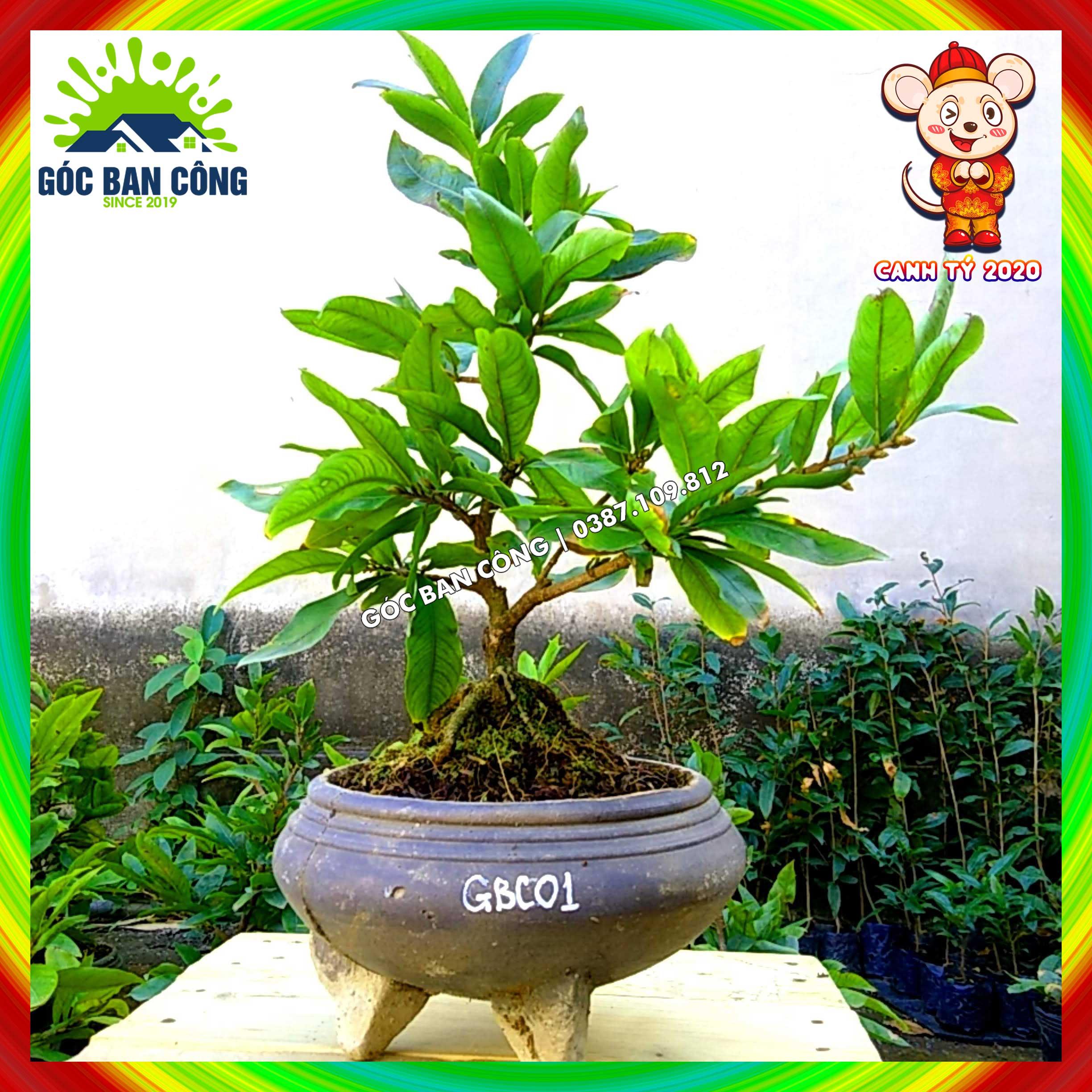 Mai vàng tết 2020 gốc quái chơi dáng bonsai mini- gbc01