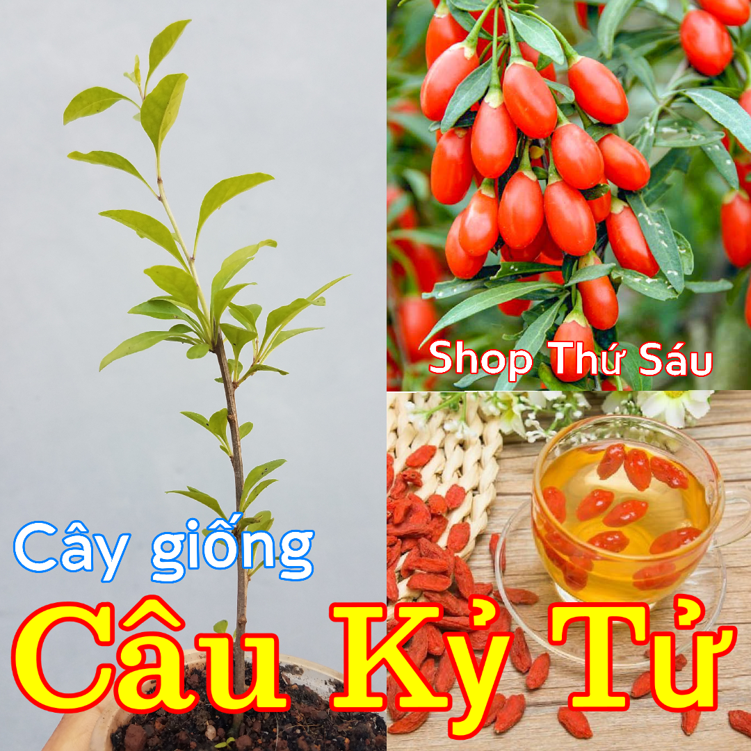 Cây Câu Kỷ T.ử, Câu Khởi, Khởi t.ử, Địa Cốt t.ử, Khủ khởi Bổ ích tinh huyết, Bổ ích tinh bất túc,minh mục, an thần. Trừ phong, bổ thận, nhuận phế, sinh tân, ích khí