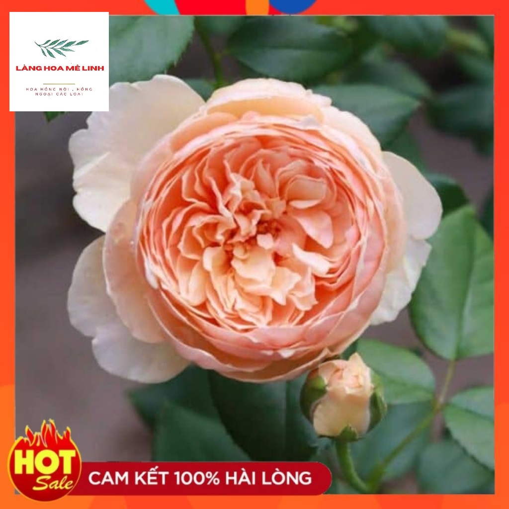 Hoa hồng ngoại Masora rose Hoa đẹp thơm-cây to trưởng thành