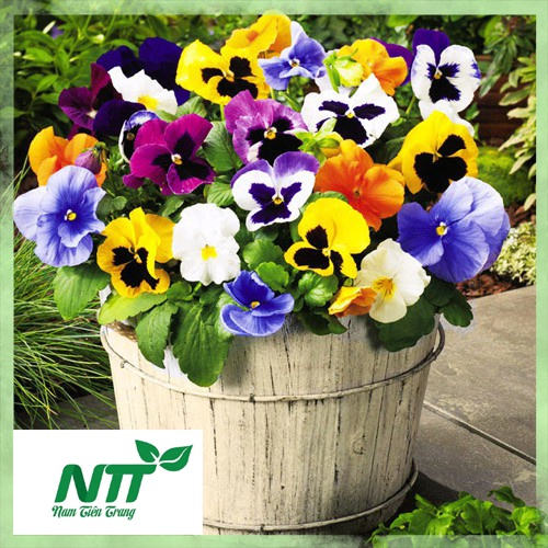 Hạt giống hoa viola tn