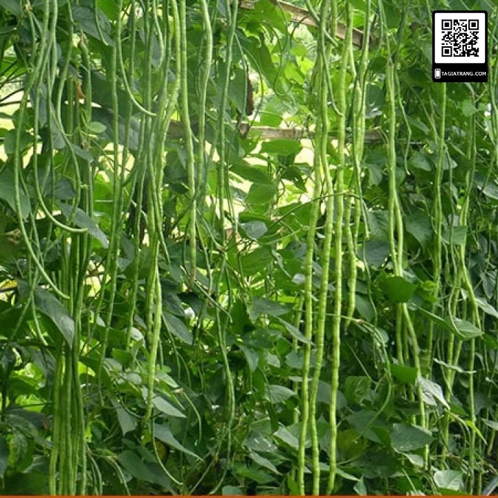 Hạt giống đậu đũa hạt trắng Đài Loan - gói 20 gram