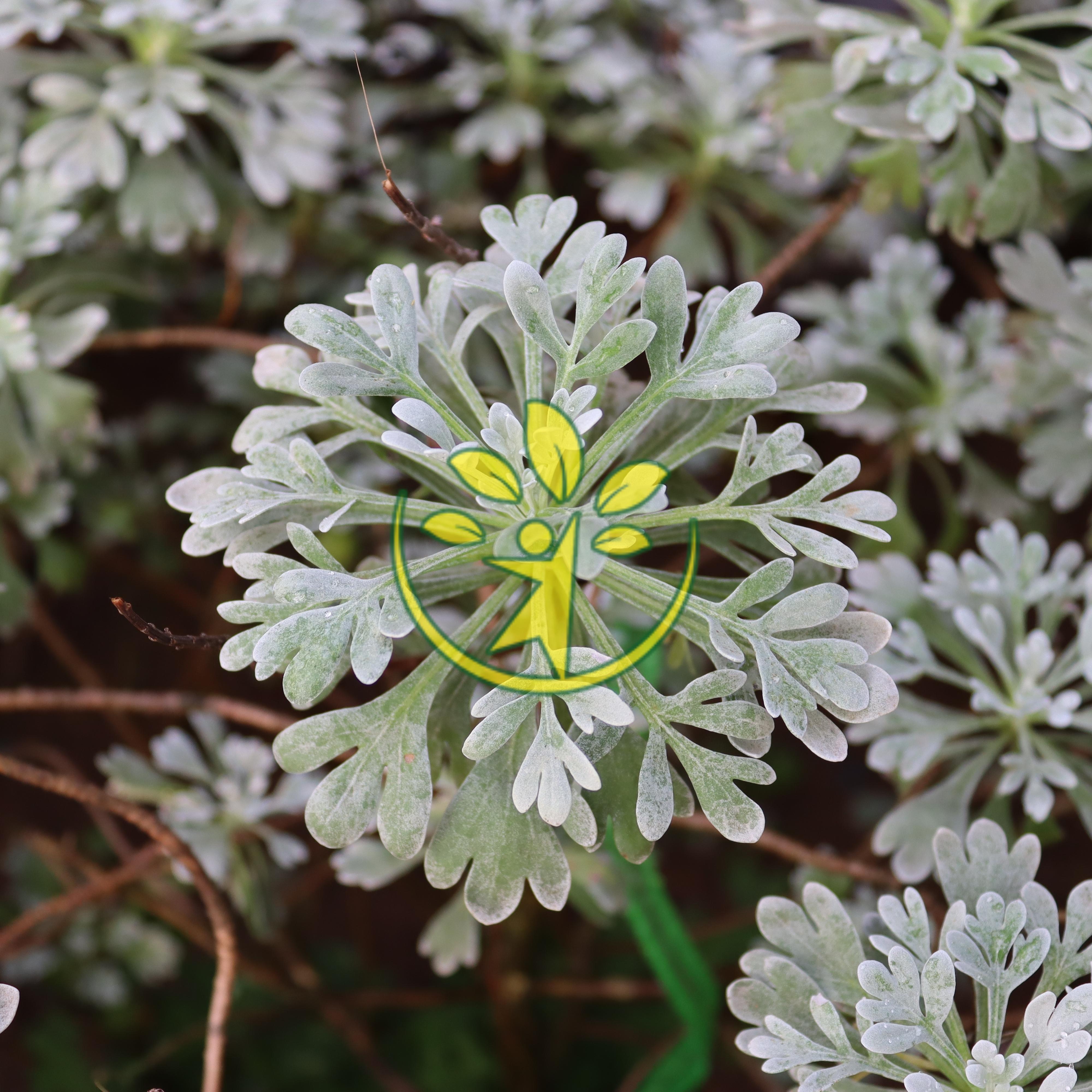 Cây hoa cúc mốc trong chậu trang trí không gian - Tặng kèm hạt giống