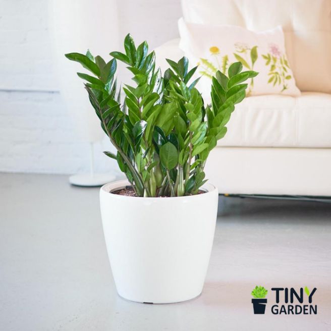 cây kim tiền chậu sứ kèm đất đá trang trí